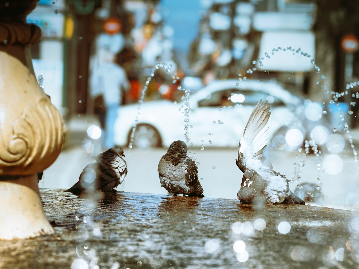 Book Review: The Fountain at St. James&nbsp;Court