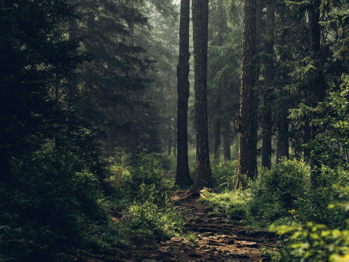 Book Review: The Taken&nbsp;Ones